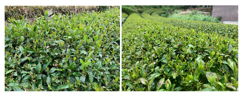 July 2020 Newsletter - d:matcha Kyoto