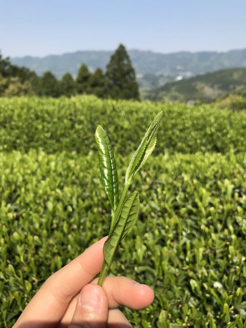 かぶせ | The Covering Process - d:matcha Kyoto