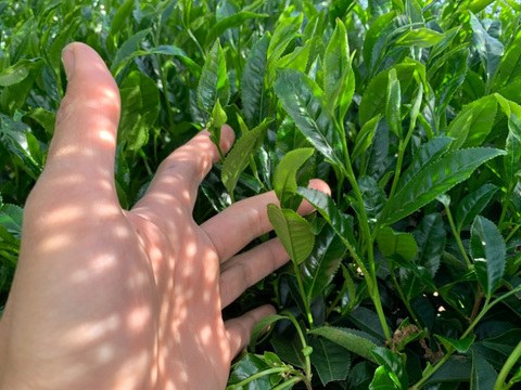 June 2022 Newsletter
