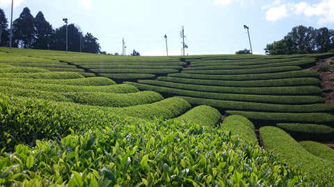 February 2020 Newsletter - d:matcha Kyoto