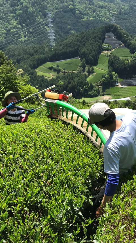 June 2020 Newsletter - d:matcha Kyoto