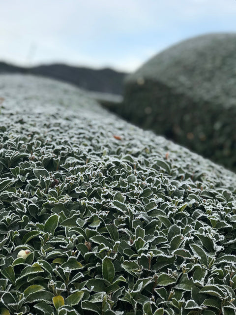 New Wazuka tea tours for the new year - d:matcha Kyoto