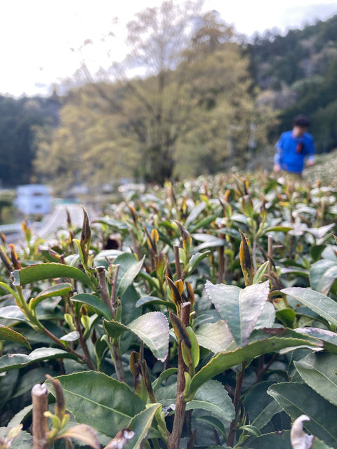 A frosty start to 2021's first flush - d:matcha Kyoto