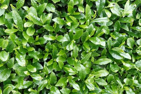 September 2020 Newsletter - d:matcha Kyoto