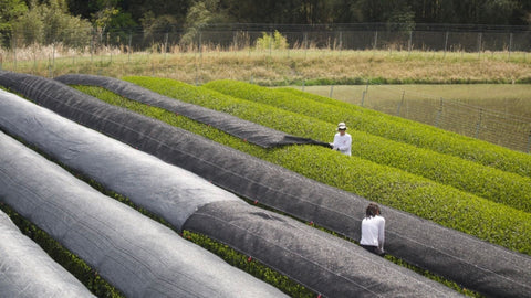 What is Covered Cultivation?