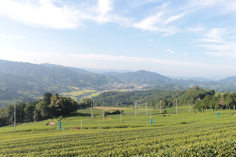 Sustainability role models: Caring for the ecosystem - d:matcha Kyoto