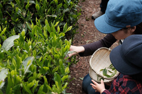The Difference When Harvesting Non-Shaded and Shaded Tea Leaves - d:matcha Kyoto
