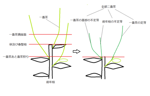 August 2021 Newsletter - d:matcha Kyoto