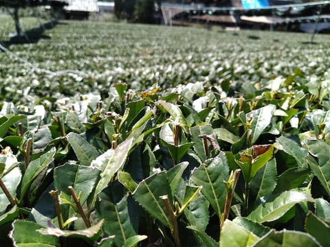 d:matcha Daily News - Yubune Field - d:matcha Kyoto