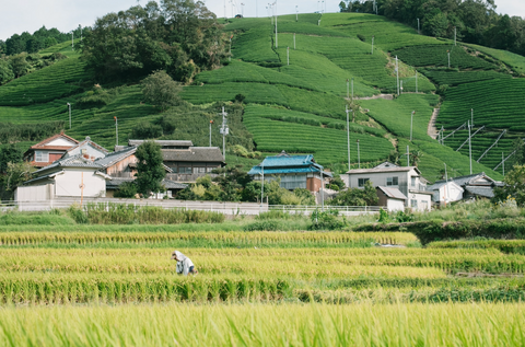 Sencha spotlight: The health benefits of Japanese tea (Part four)