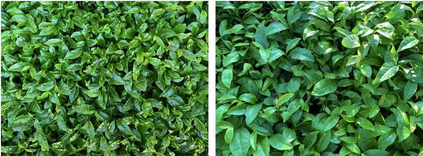 June 2024 Newsletter