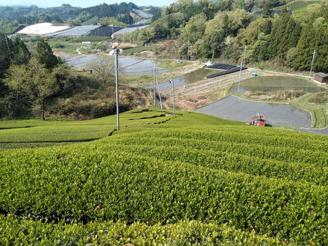May 2020 Newsletter - d:matcha Kyoto
