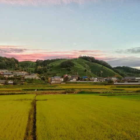 May 2021 Newsletter - d:matcha Kyoto