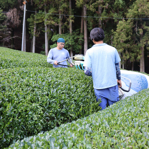 [JAS Organic Certified] 2026 Sencha Okumidori