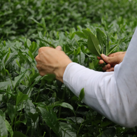 [JAS Organic] Spring Harvest Matcha - Gokou (Hand-picked & Award winning)