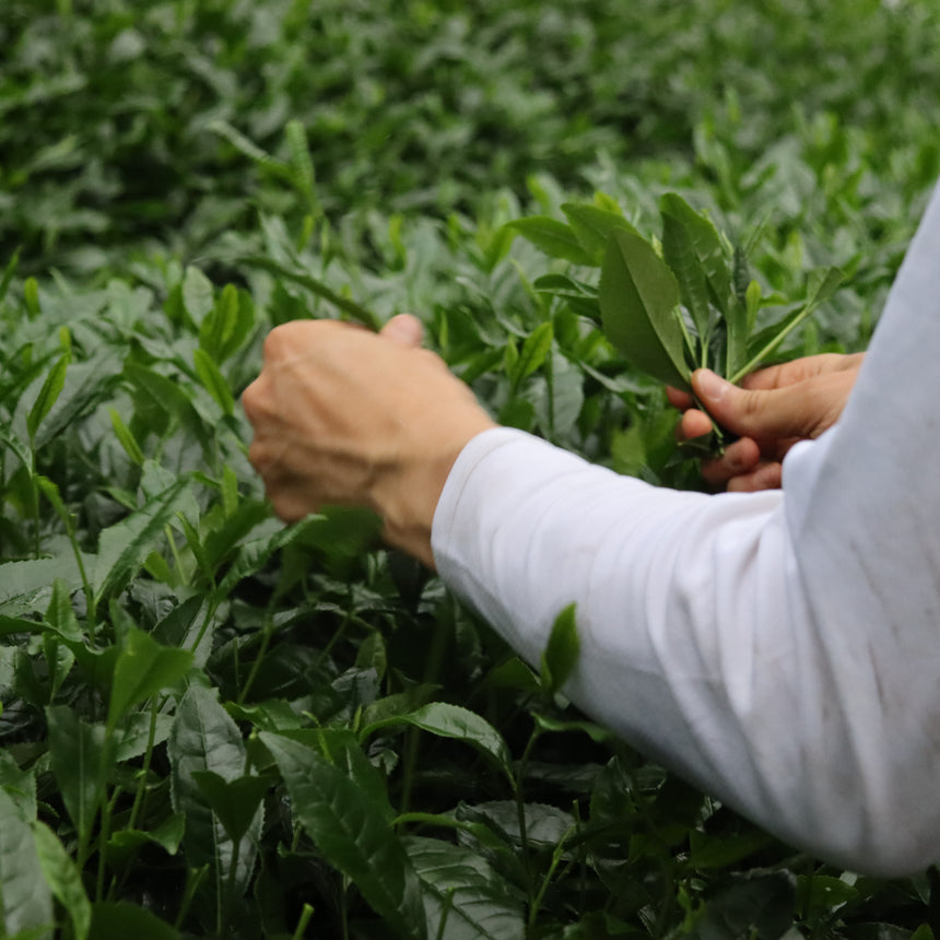 [JAS Organic] Spring Harvest Matcha - Gokou (Hand-picked & Award winning)