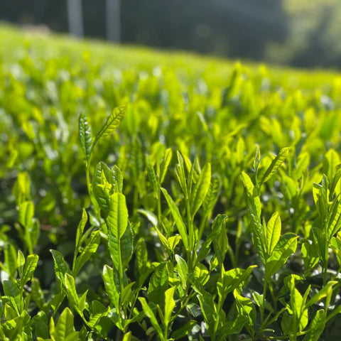 [JAS Organic] Spring Harvest Matcha Yabukita for Latte (1kg)