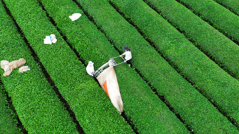 From our Family Farm to your Teacup